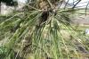 Pinus ponderosa